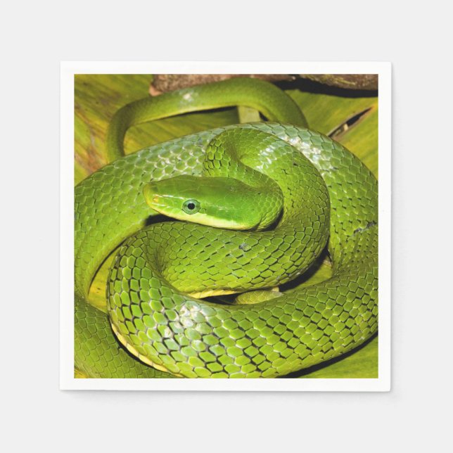 Green Bush Rat Snake Napkin (Front)