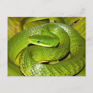 Green Bush Rat Snake Postcard