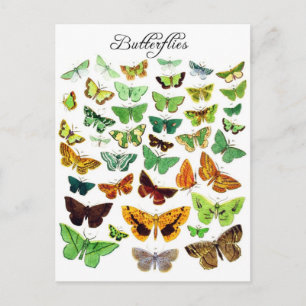 Green Butterfly Collection Postcard