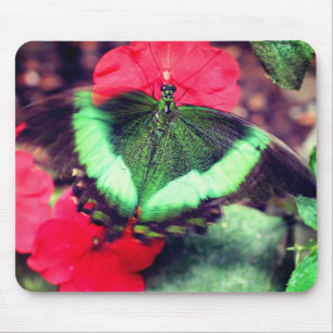 Green Butterfly Nature  Mouse Pad