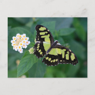 Green Butterfly Postcard