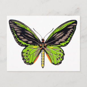 Green Butterfly Postcard