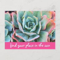 Green Cacti Photography Find Your Place In Sun