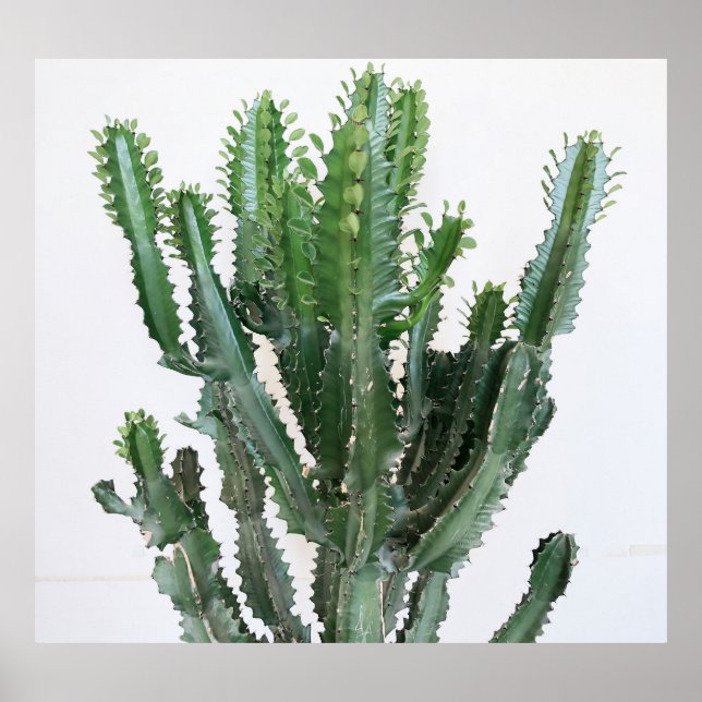 Green Cactus: Minimalist White Background Poster (Front)