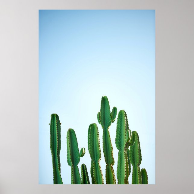 Green cactus plant in white background poster (Front)