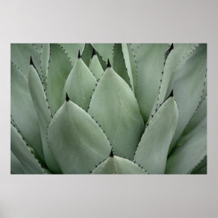 Green cactus poster