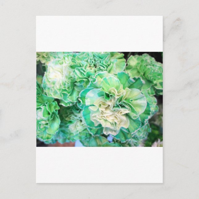 Green Carnation Postcard (Front)