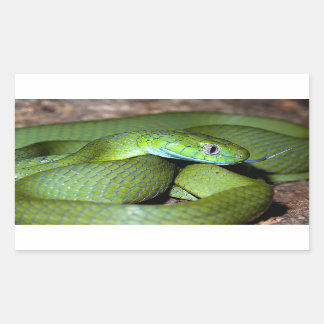 Green cat snake rectangular sticker
