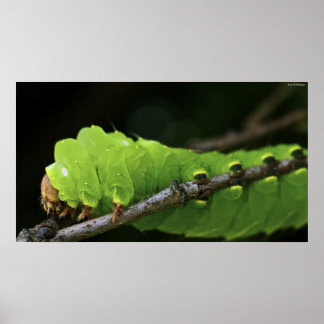 Green Caterpillar Poster