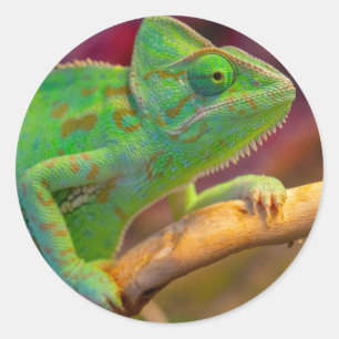 Green Chameleon on Branch Classic Round Sticker