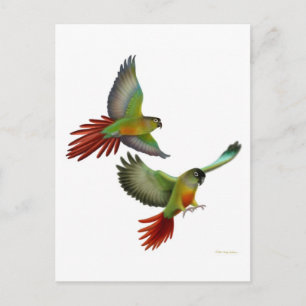 Green Cheek Conures Postcard