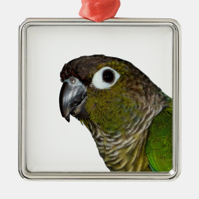 Green Cheeked Conure Metal Tree Decoration (Front)