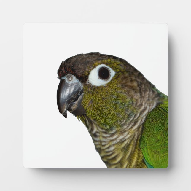 Green Cheeked Conure Plaque (Front)