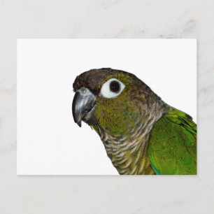 Green Cheeked Conure Postcard