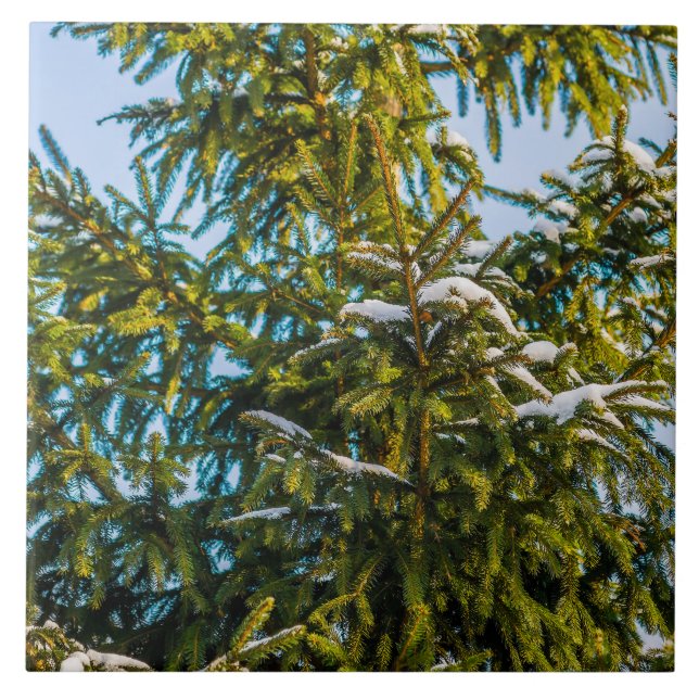 Green Christmas Tree In Snow Ceramic Tile (Front)