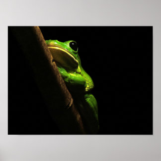 Green climbing Frog on black Background Poster