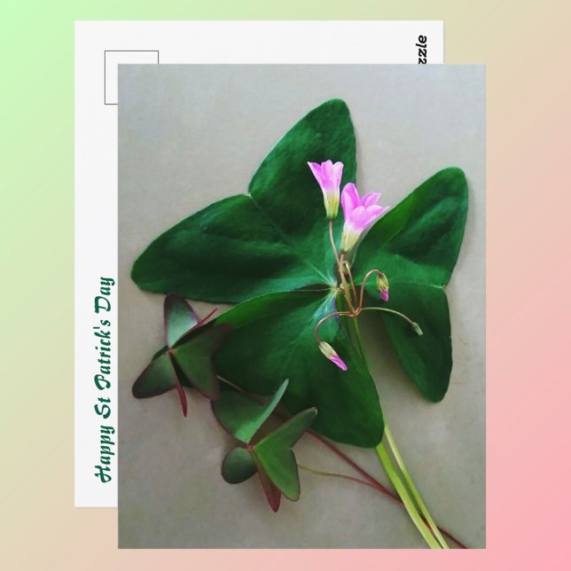 Green Clover Pink Blossoms St Patrick's Day Postcard (Creator Uploaded)