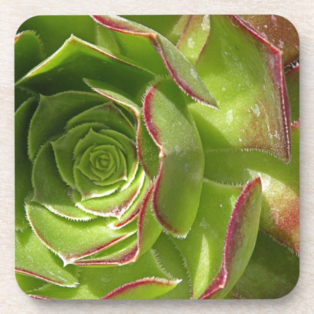 Green Coaster (Front)
