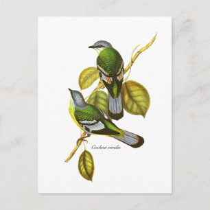 Green Cochoa Postcard
