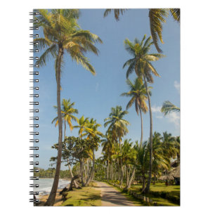 Green coconut palm tree near green grass field in  notebook