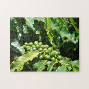 Green Coffee Berries Puzzle