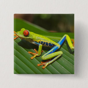 Green Colorful Jungle Tree Frog 15 Cm Square Badge