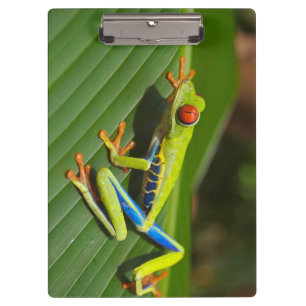 Green Colorful Jungle Tree Frog Clipboard