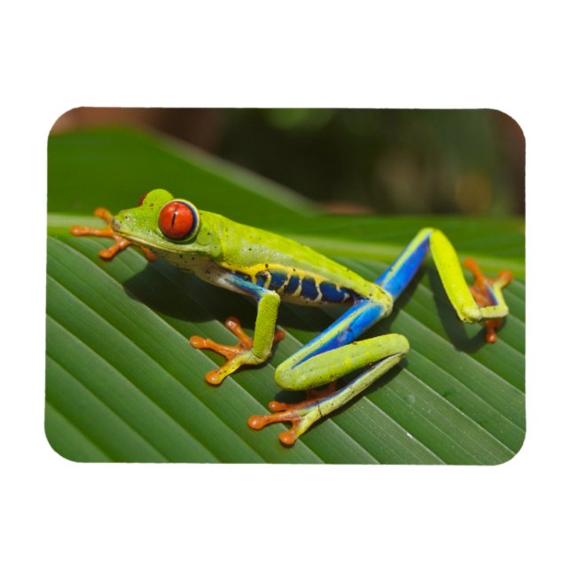 Green Colourful Jungle Tree Frog Magnet (Horizontal)