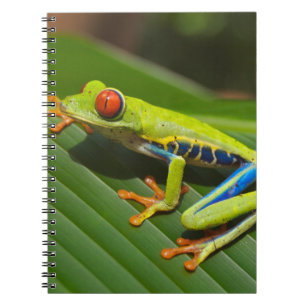 Green Colourful Jungle Tree Frog Notebook