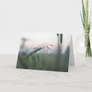 Green Cornfield Nature Photo Card