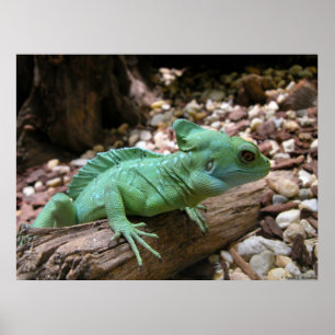 Green-crested Basilisk Poster