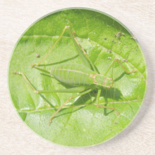 Green Cricket Camouflage Coasters
