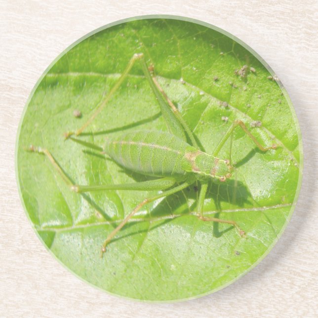 Green Cricket Camouflage Coasters (Front)