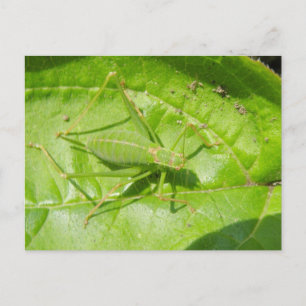 Green Cricket Camouflage Postcard
