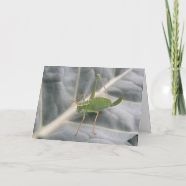 Green Cricket Macro Greeting Card (Front)
