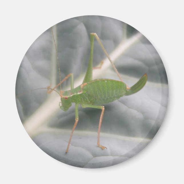 Green Cricket Macro Magnet (Front)