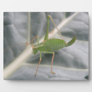Green Cricket Macro Plaque