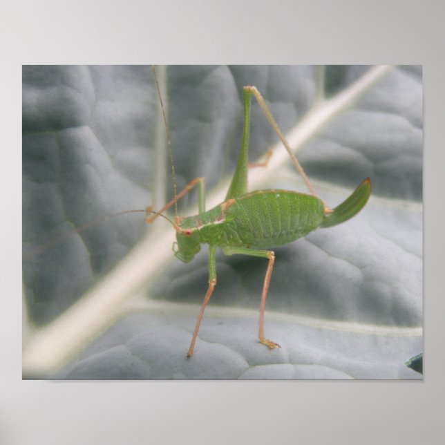 Green Cricket Macro Print (Front)