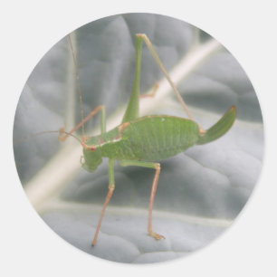Green Cricket Macro Stickers