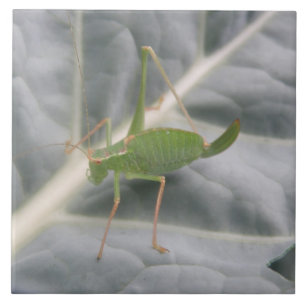 Green Cricket Macro Tile