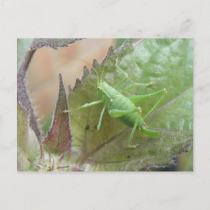 Green Cricket on a Leaf Postcard