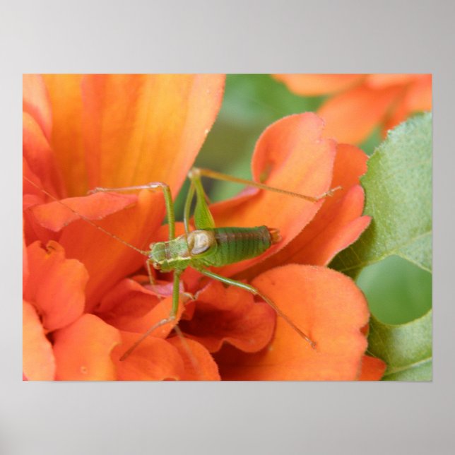 Green Cricket Print (Front)