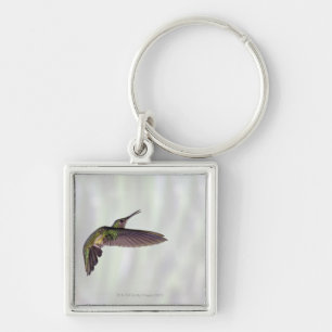 Green-crowned Brilliant Heliodoxa jacula female Key Ring