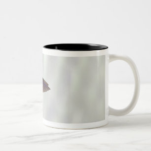 Green-crowned Brilliant Heliodoxa jacula female Two-Tone Coffee Mug