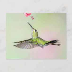 Green-Crowned Brilliant Hummingbird Flying Postcard