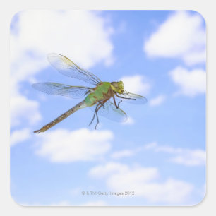 Green darner (Anax junius) flying against Square Sticker