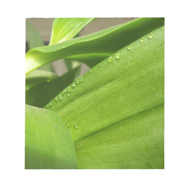 Green Dendrobium Orchid plant closeup Notepad (Front)