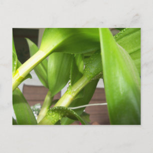 Green Dendrobium Orchid plant closeup Postcard