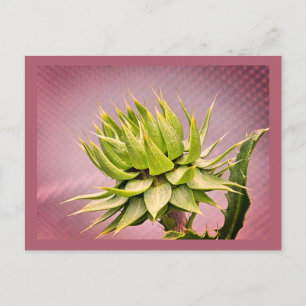 Green dream postcard