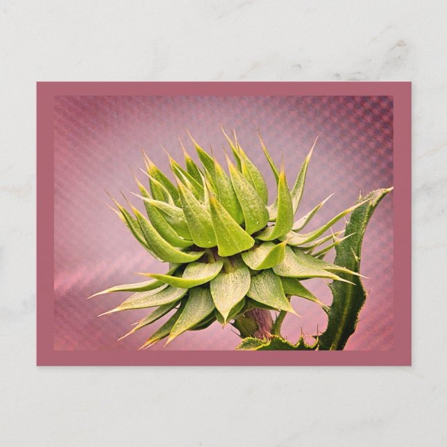 Green dream postcard (Front)